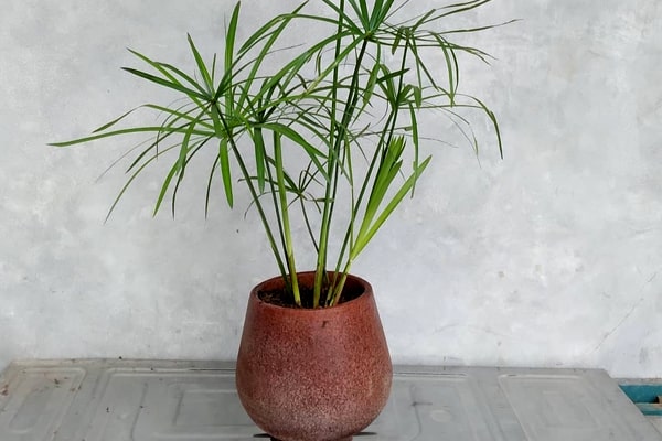 گل نخل مرداب